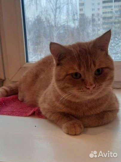 Шотландец Лева 2.5г.Паспорт.ходит в лоток