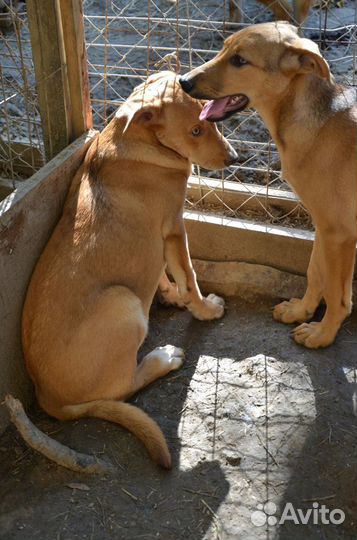 Две сестрички-подростка ищут дом