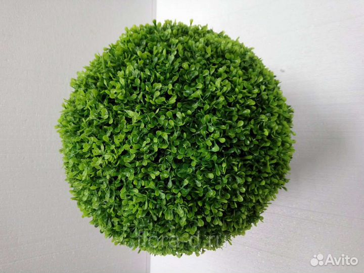 Самшит вечнозелёный (буксус)
