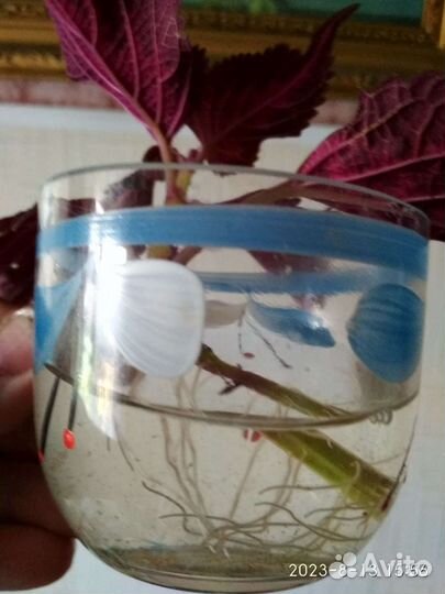 Колеусы вегетативные