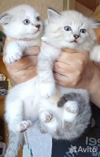 Кошка в дар бесплатно