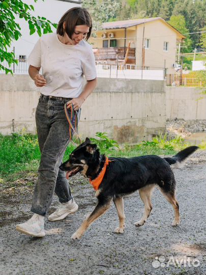 Французская овчарка в добрые руки отдам бесплатно