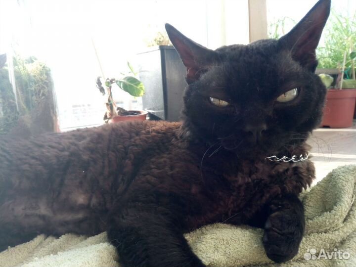 Девон-рекс вязка