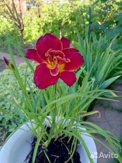 Лилейник сортовой