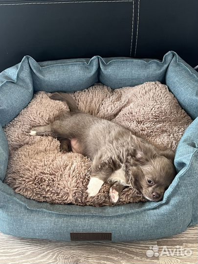 Чихуахуа щенки лиловые и шоколадные