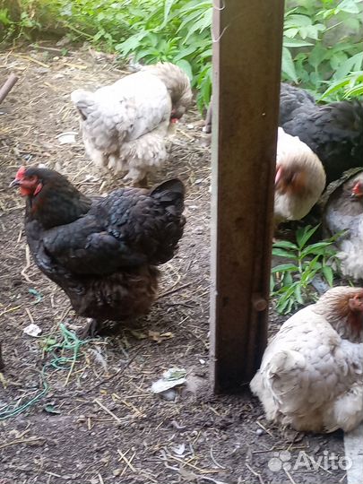 Куры породы брама