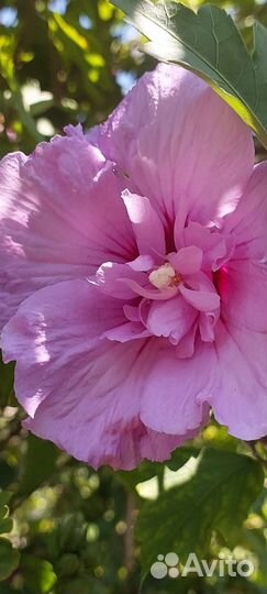 Гибискус садовый 2 ряда лепестков