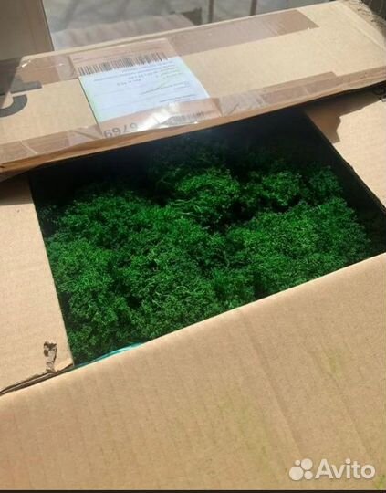 Мох для декоративных поделок, кашпо, панно, рейки