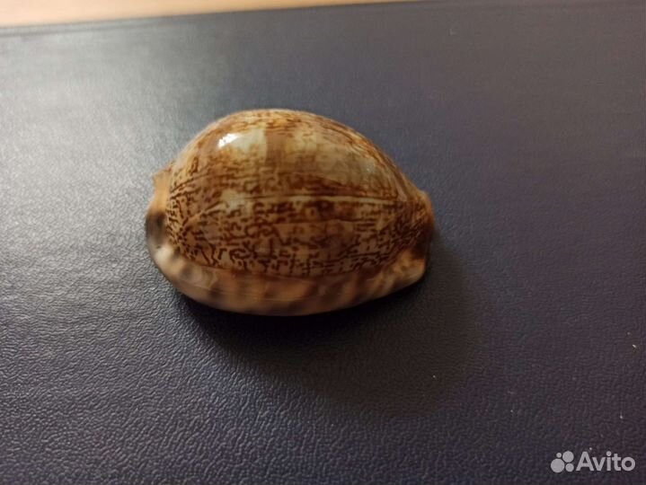 Морская раковина