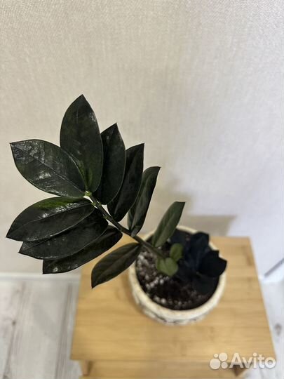 Замиокулькас равен