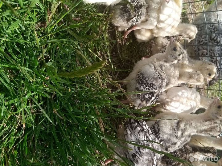 Домашняя птица