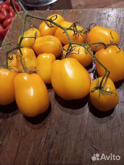 Подаю семена томатов