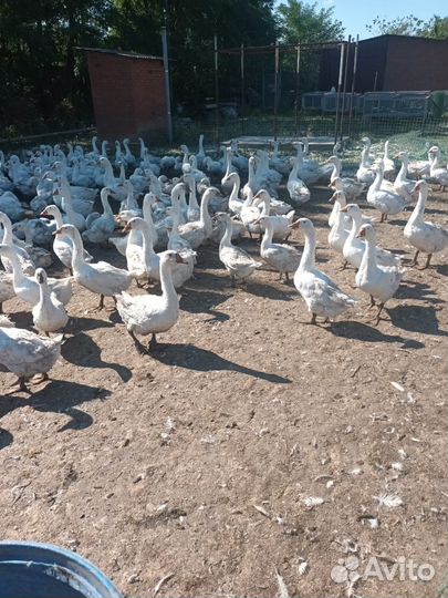 Гуси белые продам