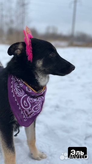 Нежный добрый щенуля грустит в клетке