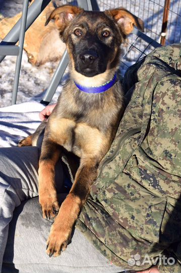 Щенок мальчик Майк 5,5 мес