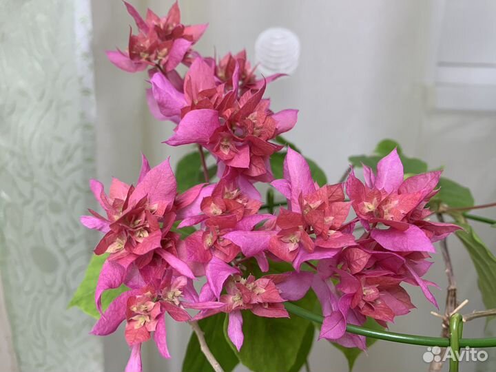 Бугенвиллии, укорененные черенки