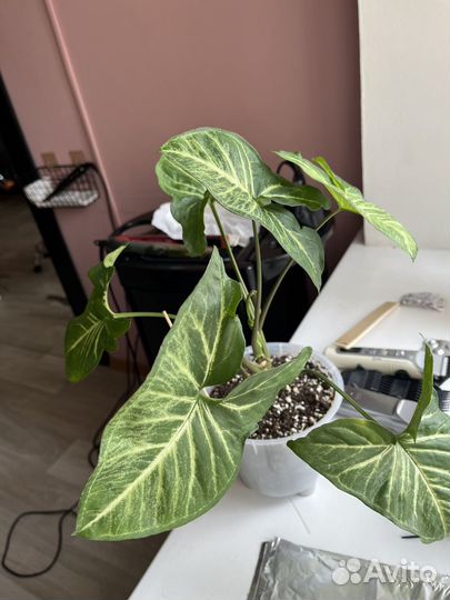 Комнатные цветы