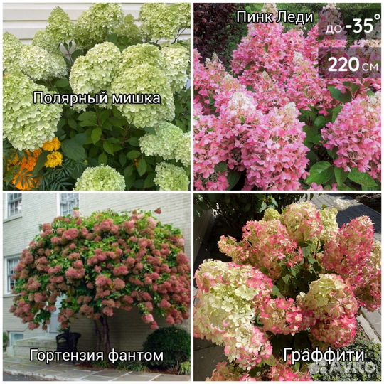 Гортензия 13видов