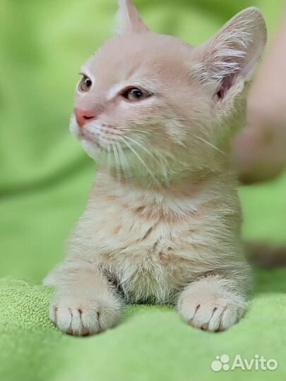 Персиковый котик в дар