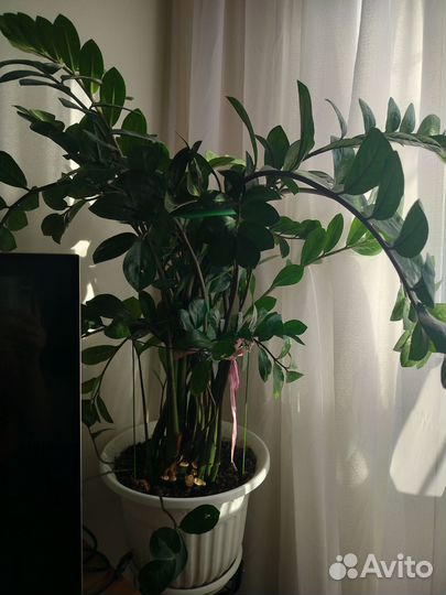 Замиокулькас