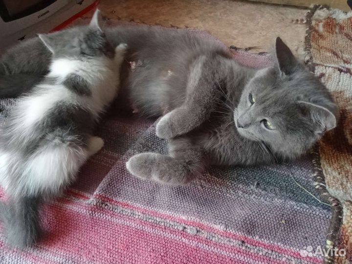 Котята