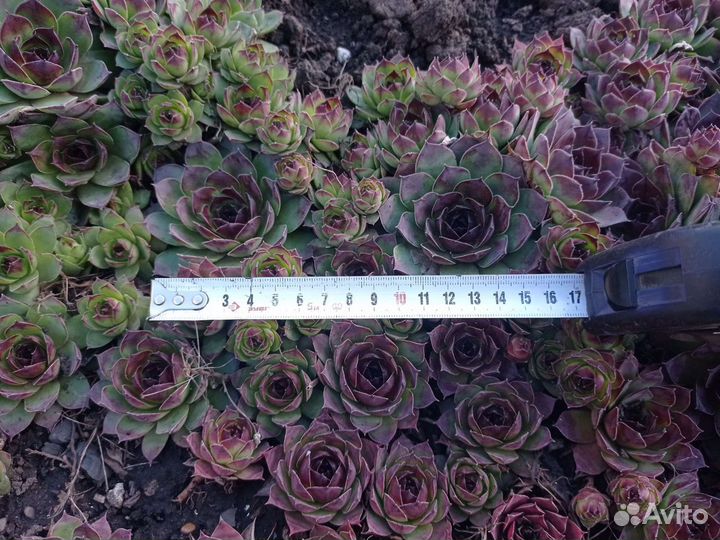 Молодило: каменная роза, заячья капуста