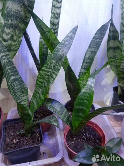 Сансевиерия