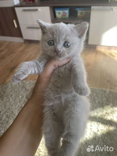 Британские котята