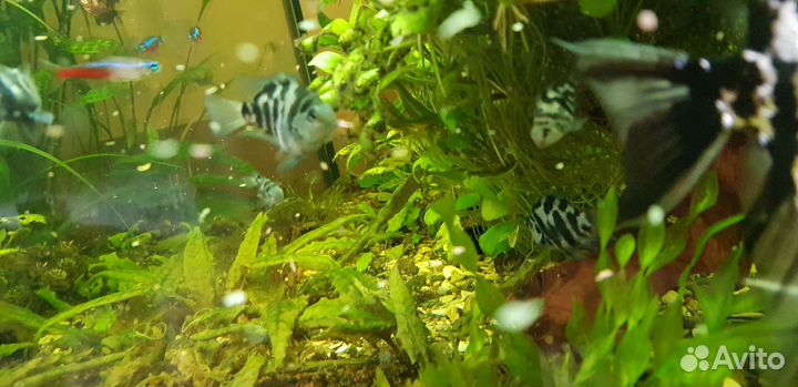 Тигровый попугай (панда)