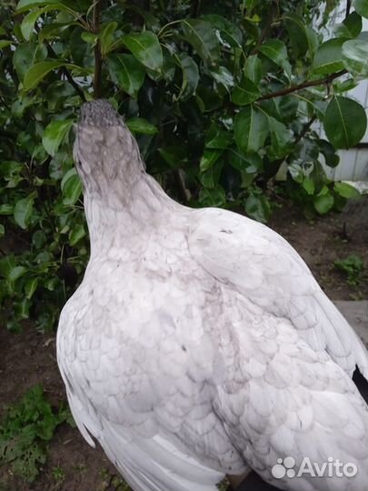 Петушки Лакендази, Айям Цемани, Америкуаны черыне