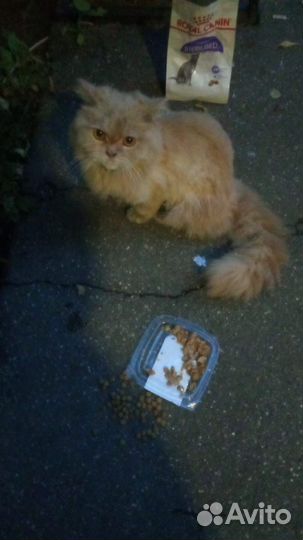 Спасите персидского кота