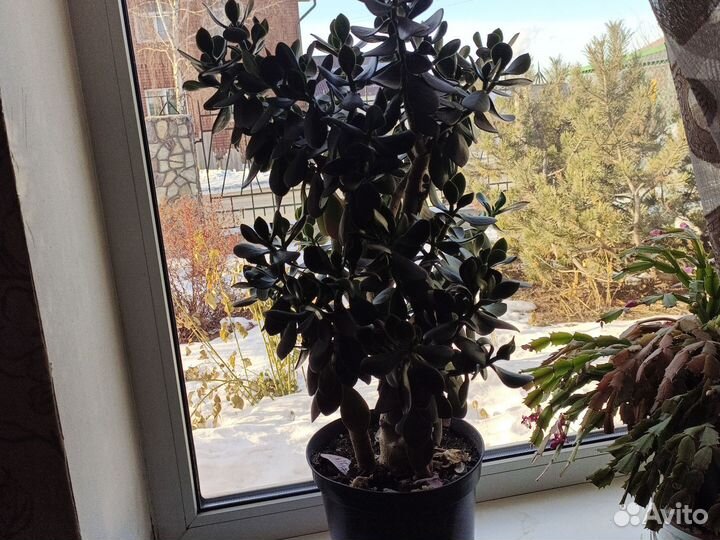 Комнатные цветы