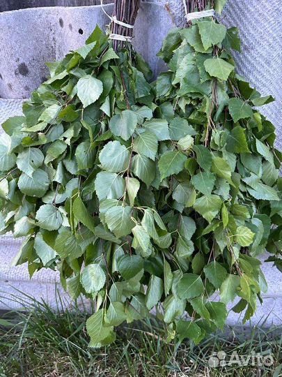 Берёзовые веники