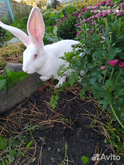 Кролик Белый панон