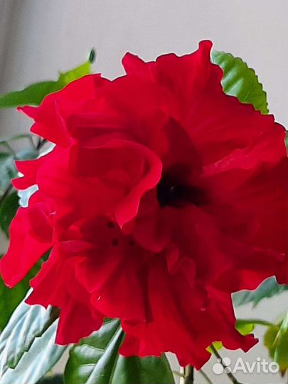 Гибискус китайская роза, фикус бенджамина