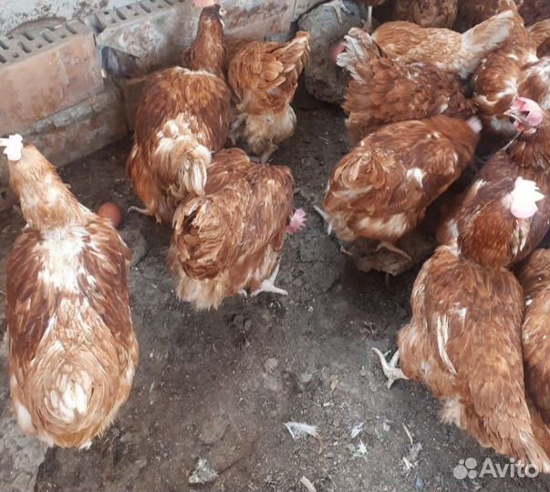 Куры несушки