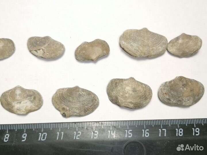 Брахиопода. Окаменелости