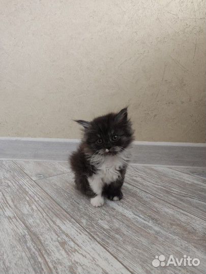 Котенок