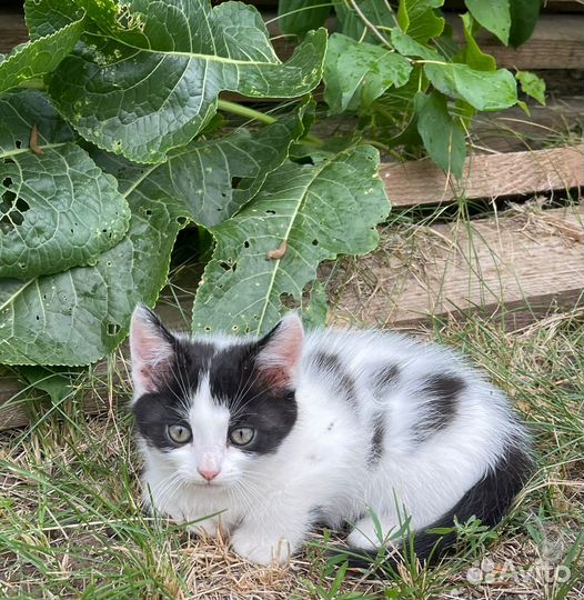 Красивые котята