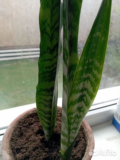 Сансевьерия