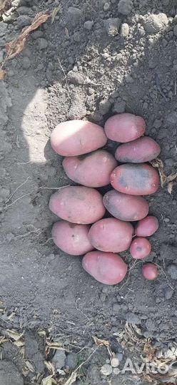 Картофель от 1 тонны