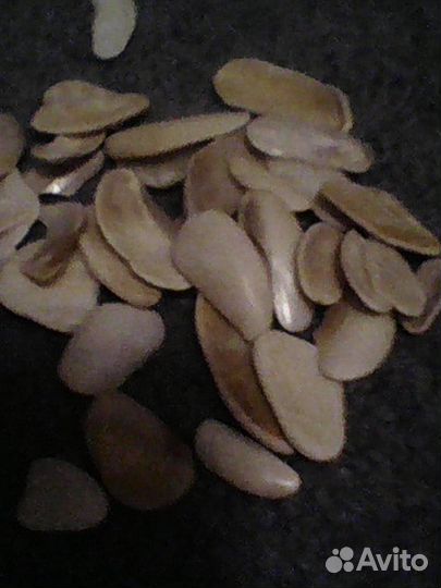 Ракушки и морские камни