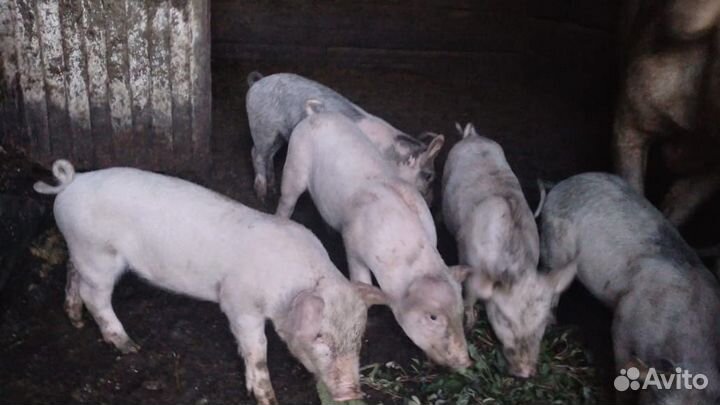 Поросята