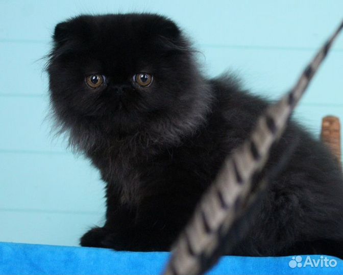 Наши котики-воркотики