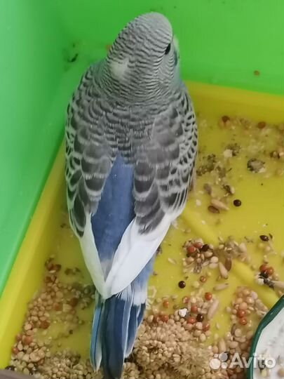 Птенец волнистого попугая