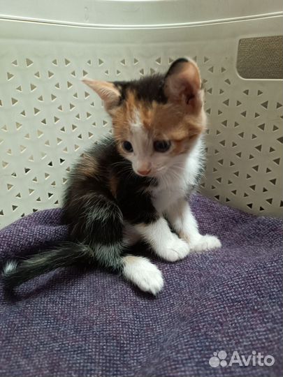 Котенок девочка трехцветная
