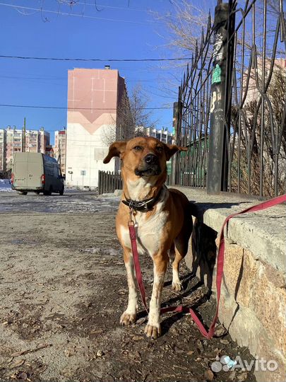 Рыжая девчуля