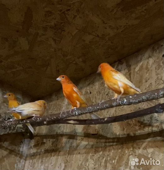 Кенары певчие