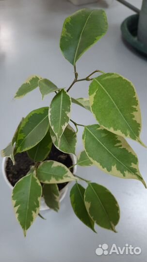 Фикус бенджамина пестролистный Голден Кинг