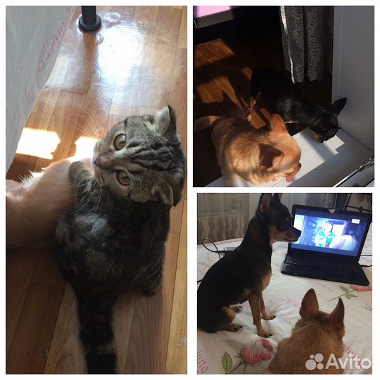 Передержка домашних животных